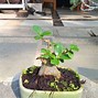 Bonsai Beringin Dolar Harga